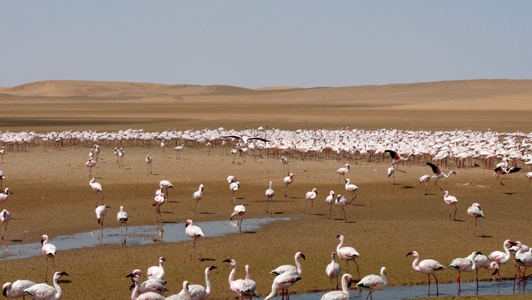 Flamingos bei Ebbe